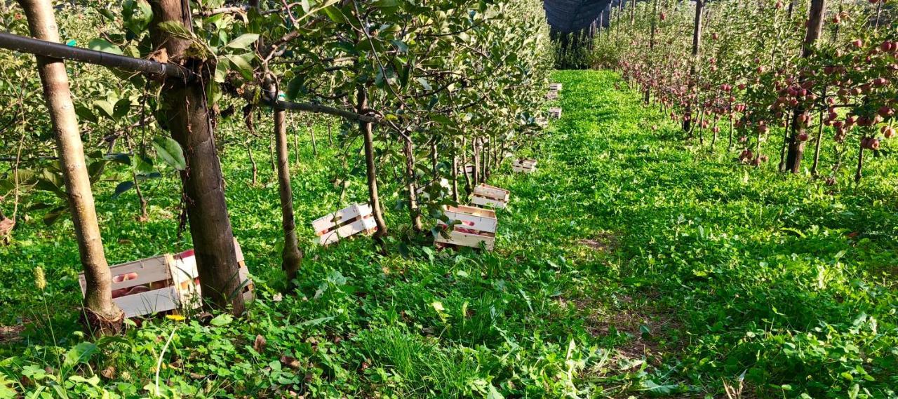 Loft Naturalpina Dolomiti Farm Belluno Dış mekan fotoğraf